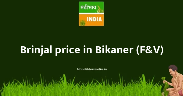 Brinjal price